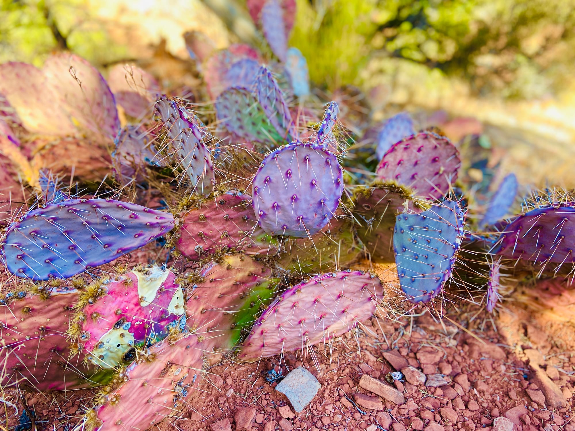 Sedona, Arizona.