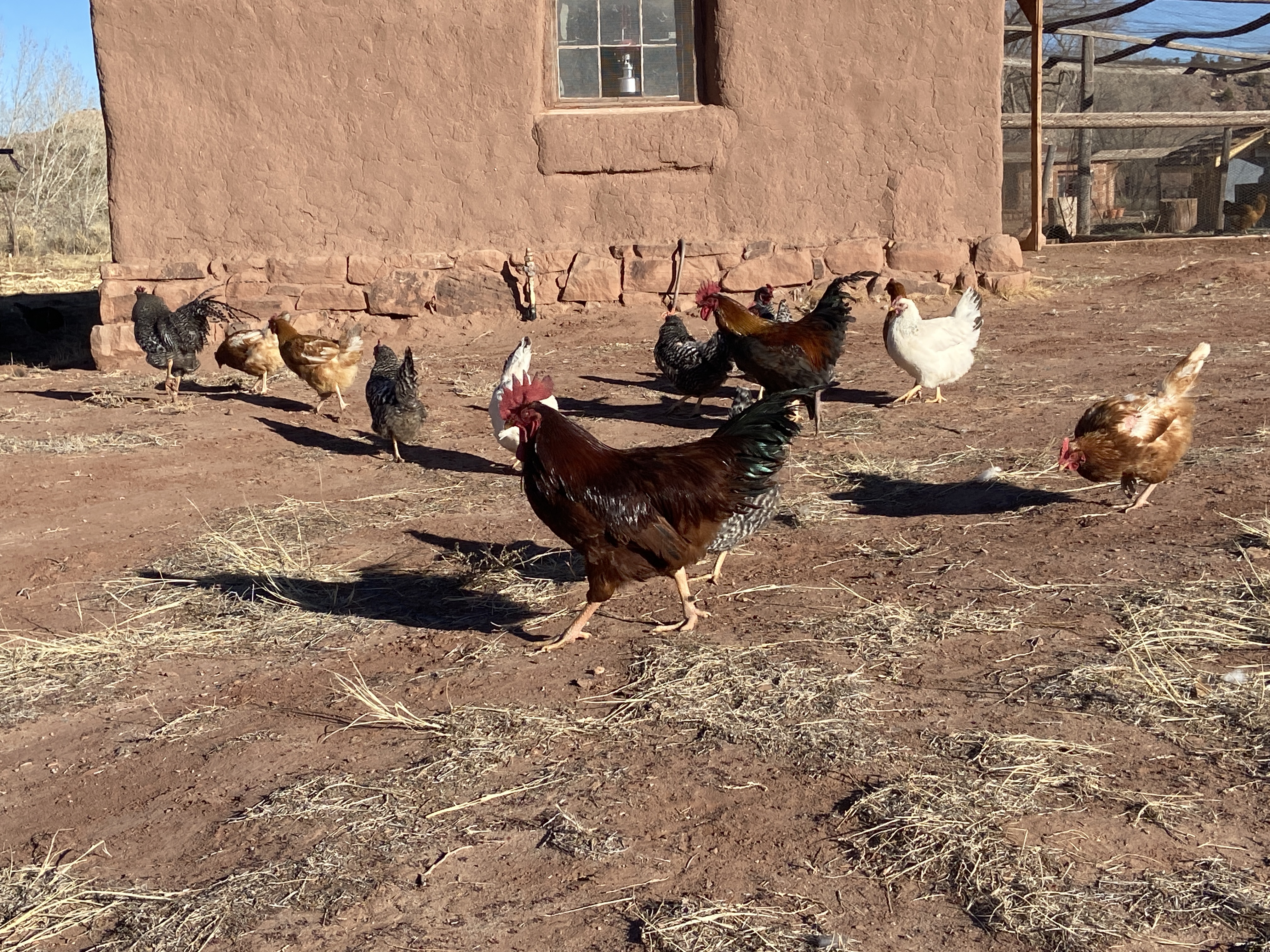 Visiting The Diné (Navajo) Nation
