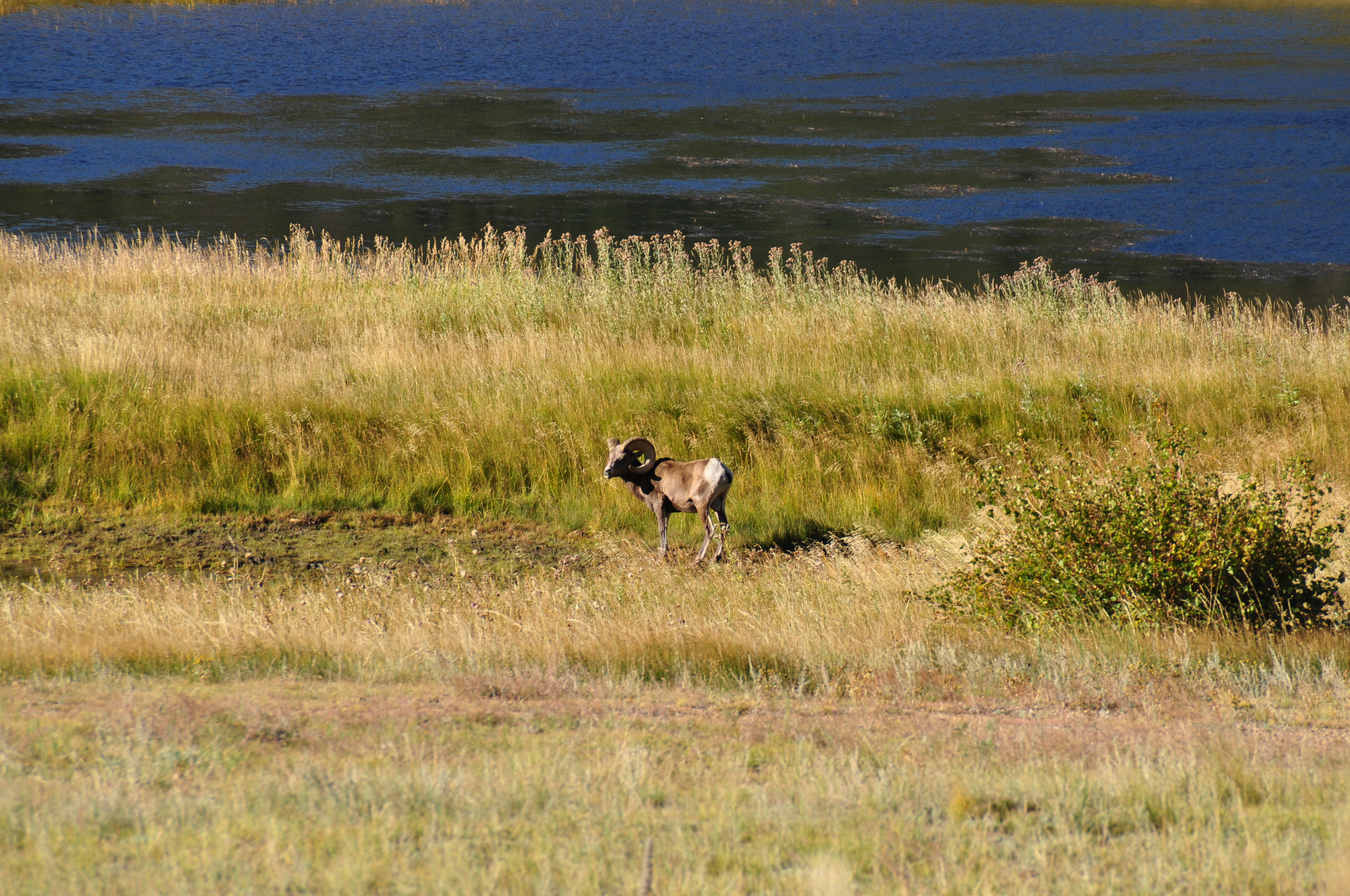 Discover the Beauty of Rocky Mountain National Park