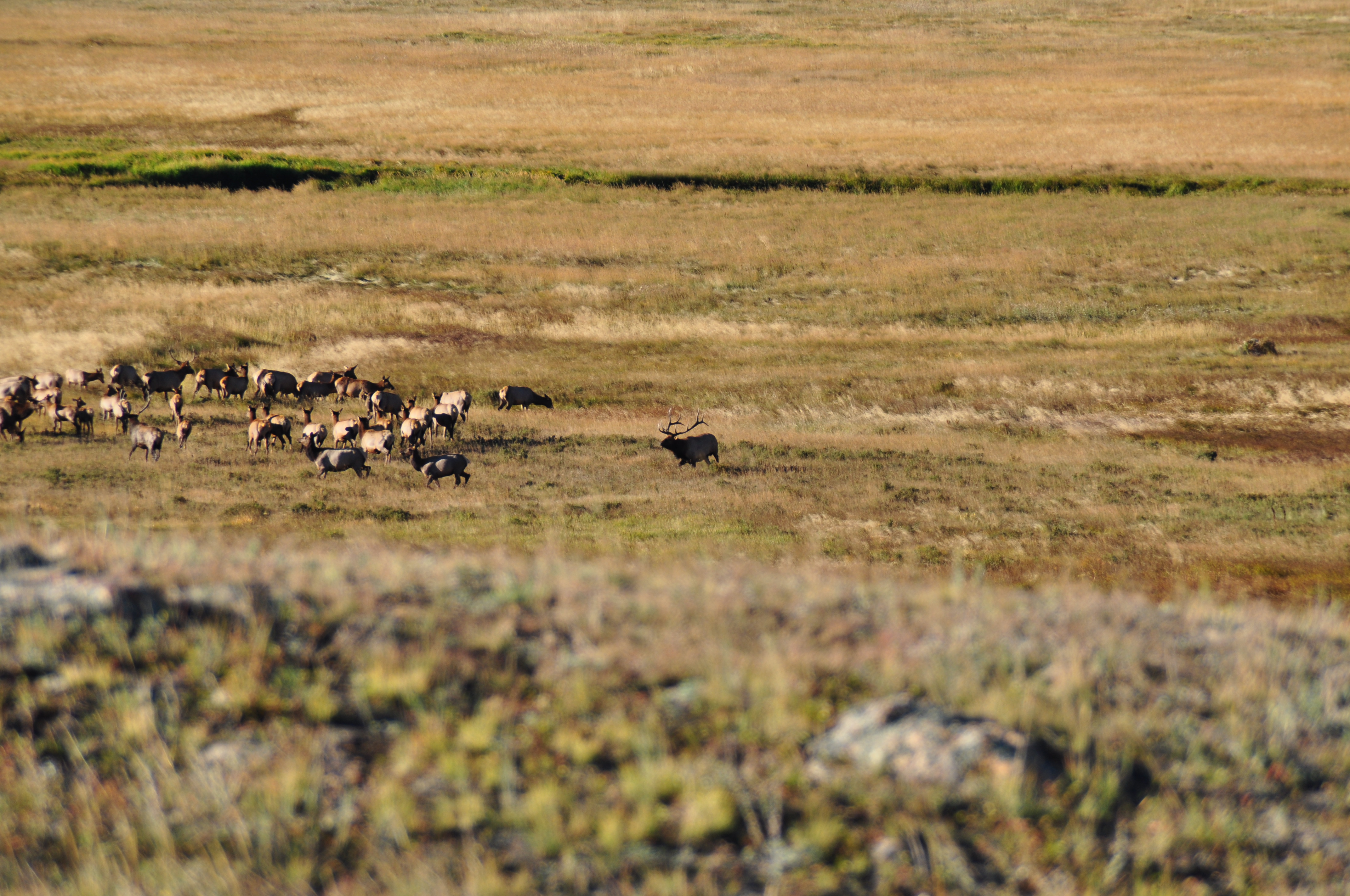 Discover the Beauty of Rocky Mountain National Park
