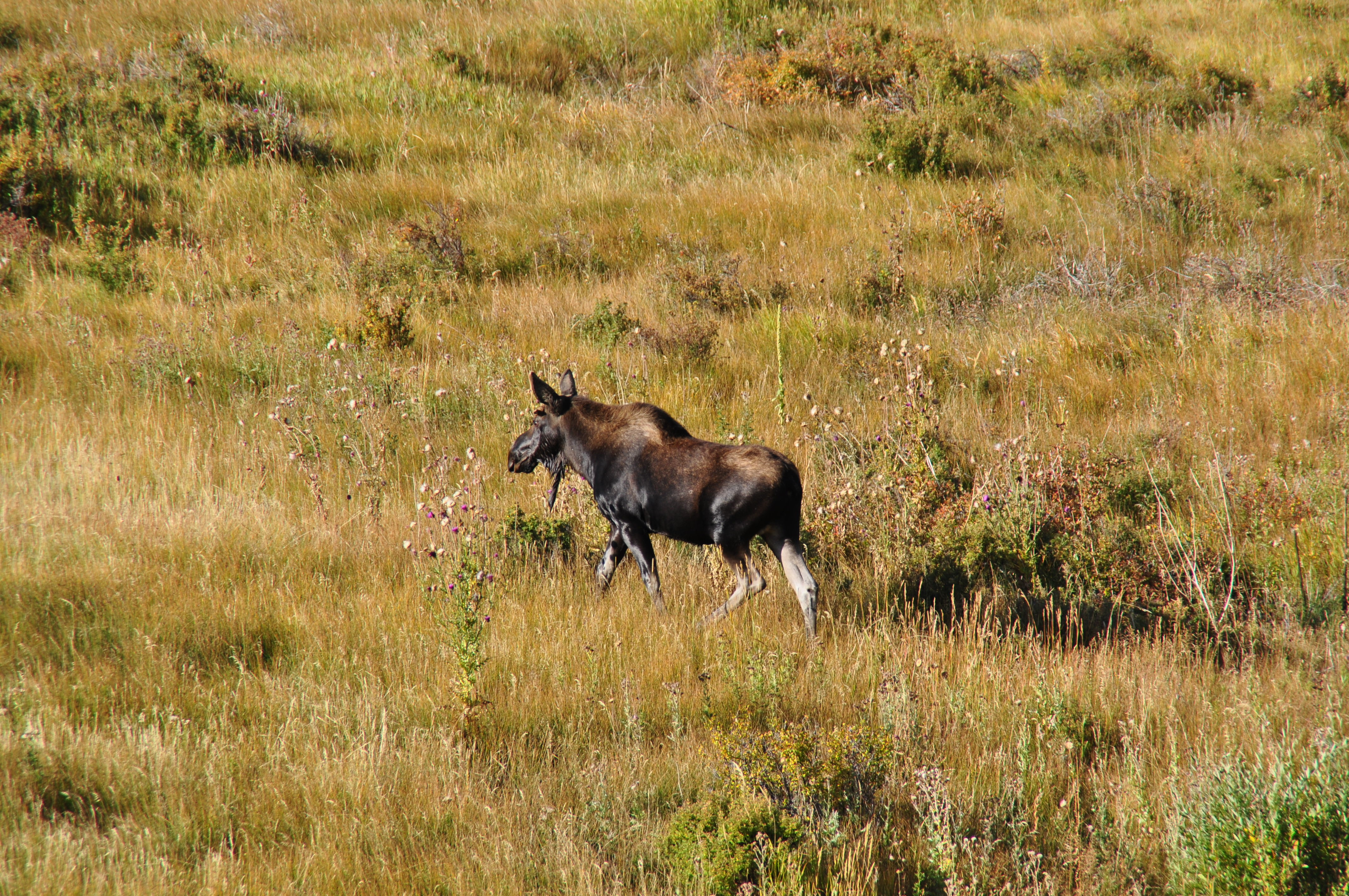 Discover the Beauty of Rocky Mountain National Park