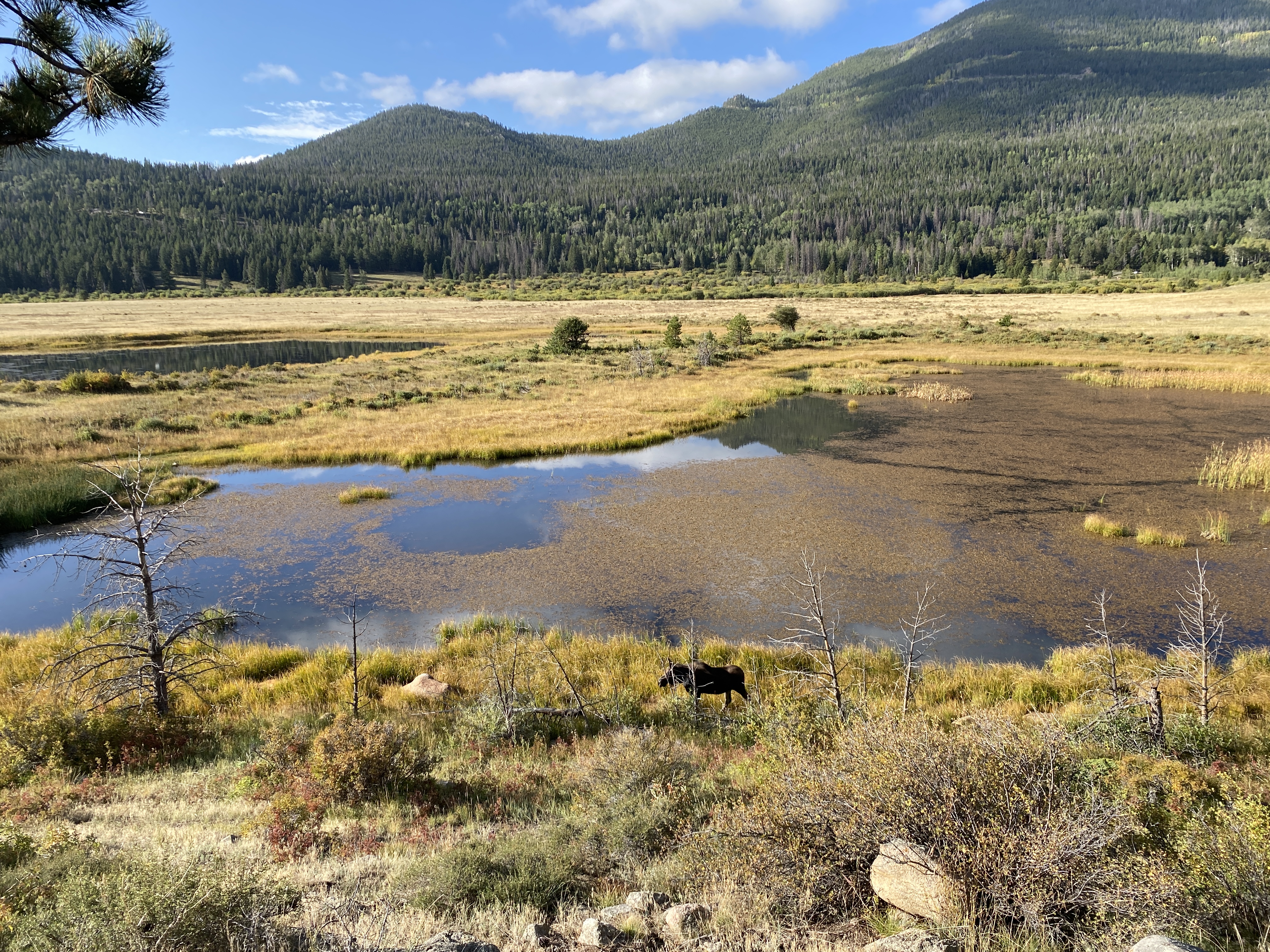 Discover the Beauty of Rocky Mountain National Park